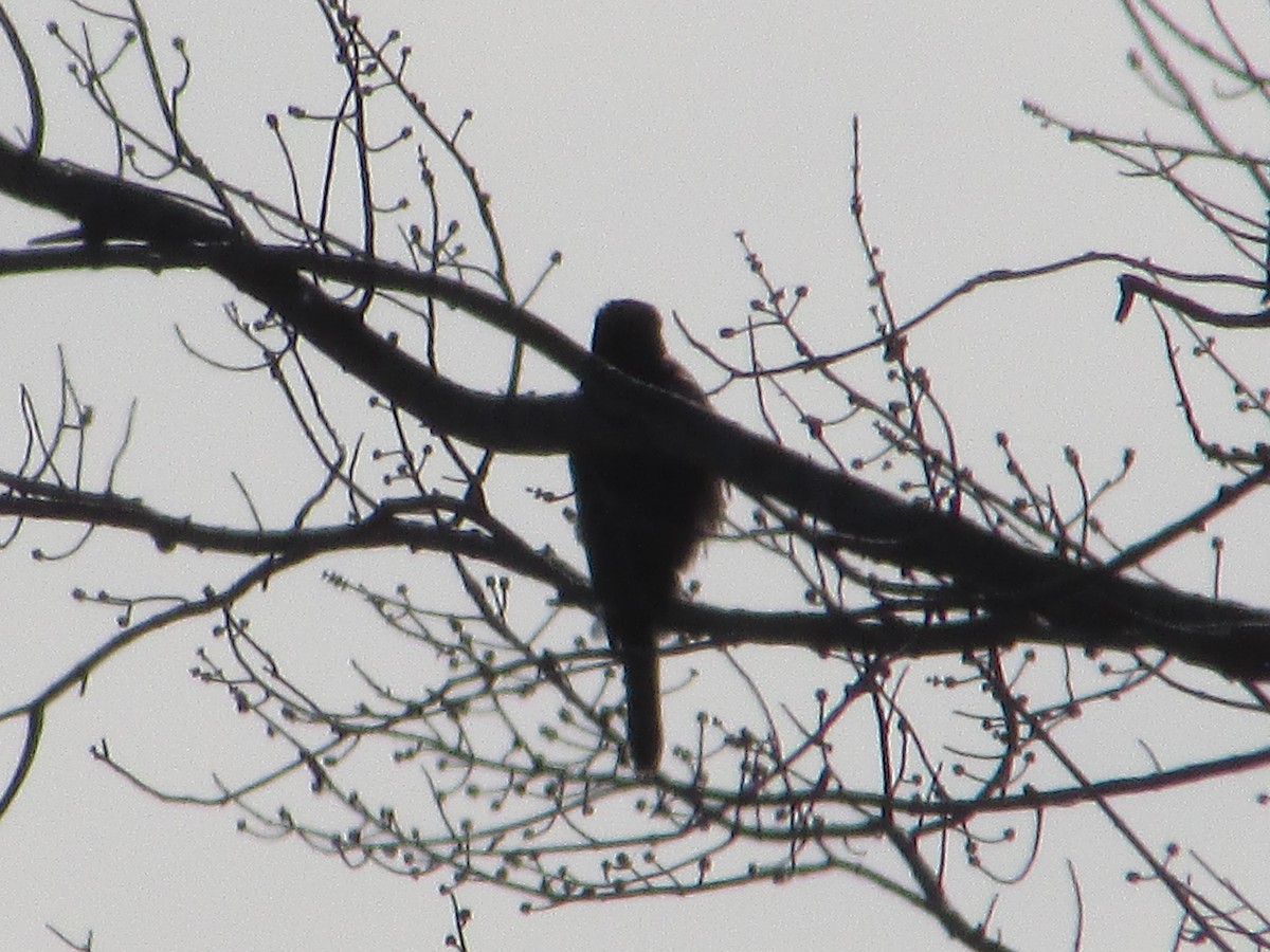 Cooper's Hawk - ML647301164