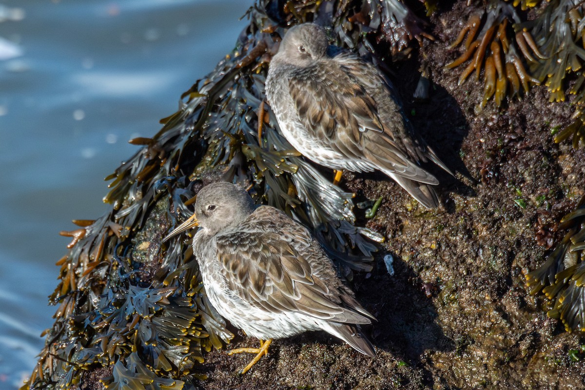Purple Sandpiper - ML647301170