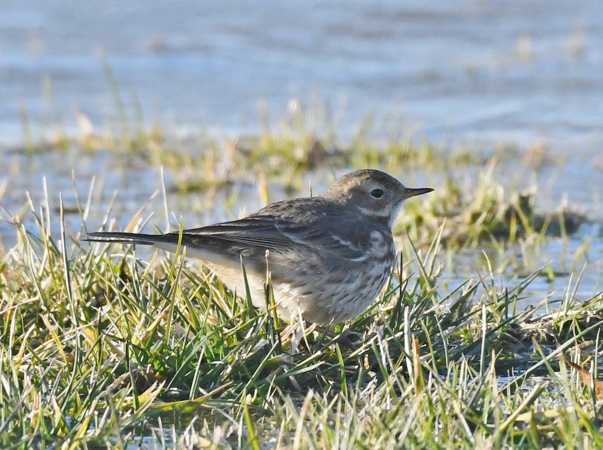 American Pipit - ML647301171