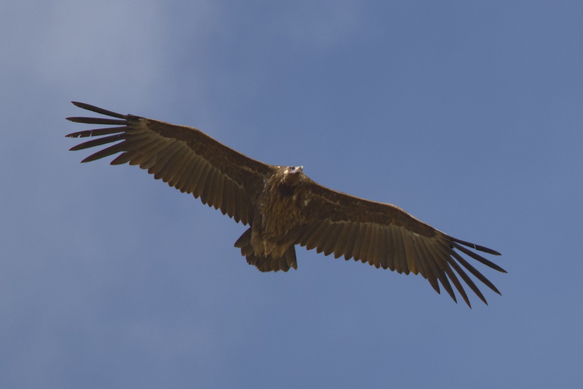 Sai beltza - ML647301175