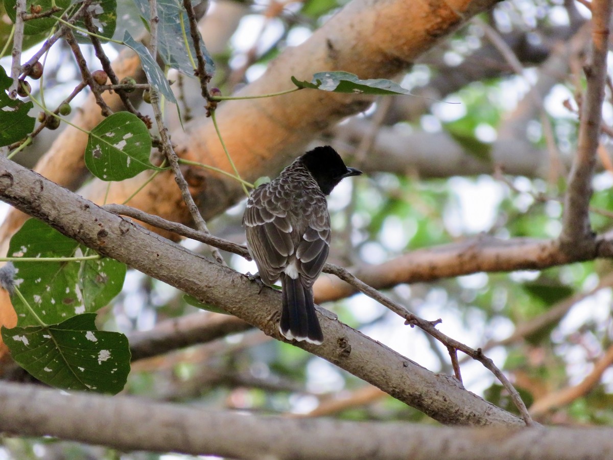 Red-vented Bulbul - ML647301179