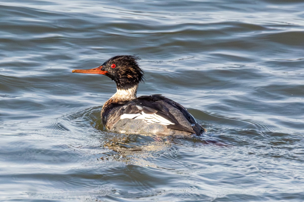 Red-breasted Merganser - ML647301180