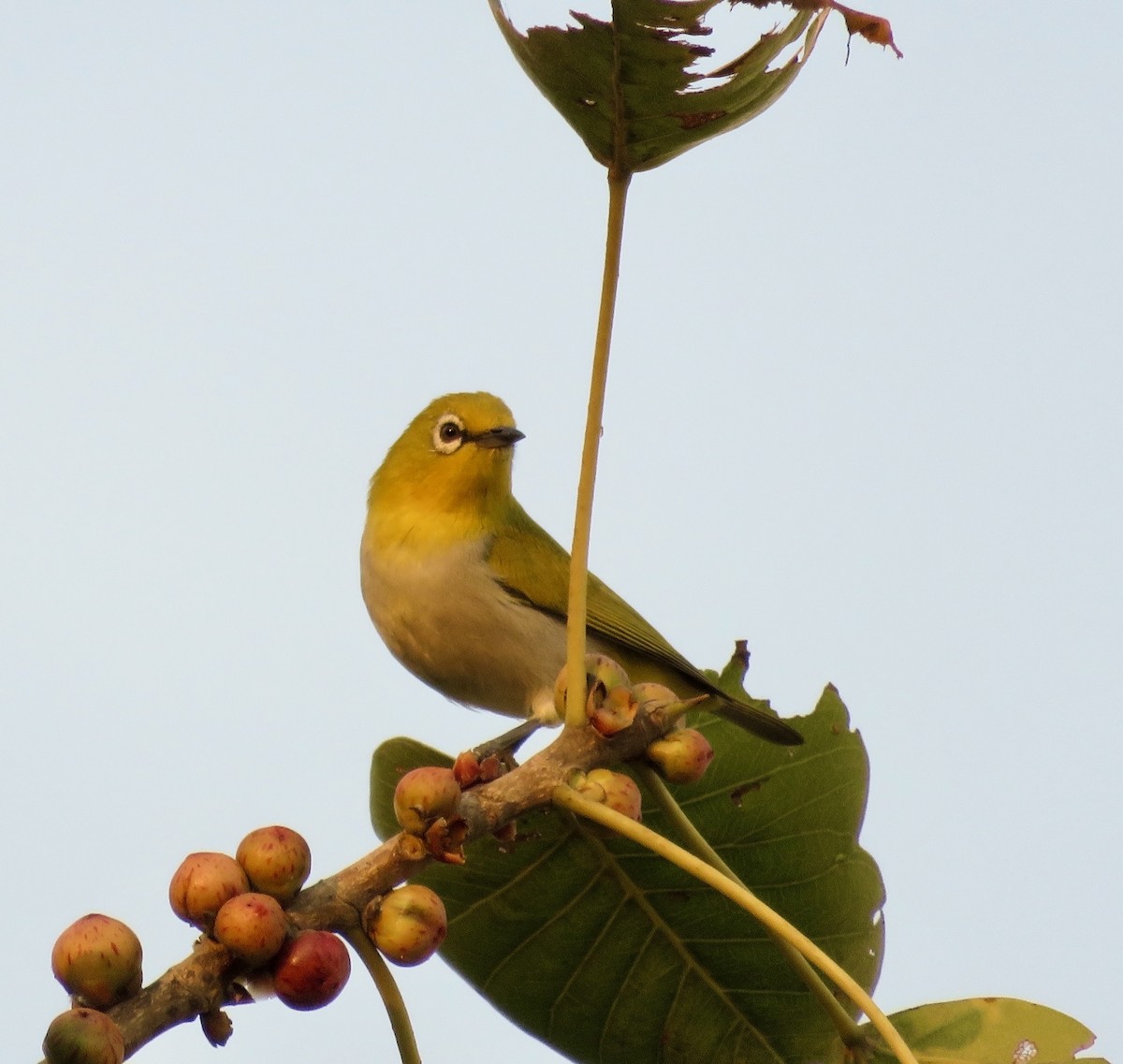 Indian White-eye - ML647301192