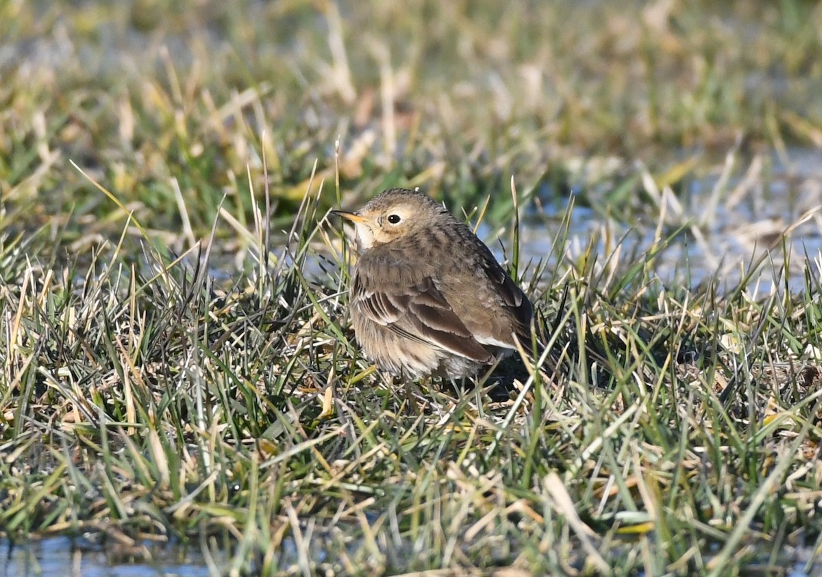 American Pipit - ML647301196