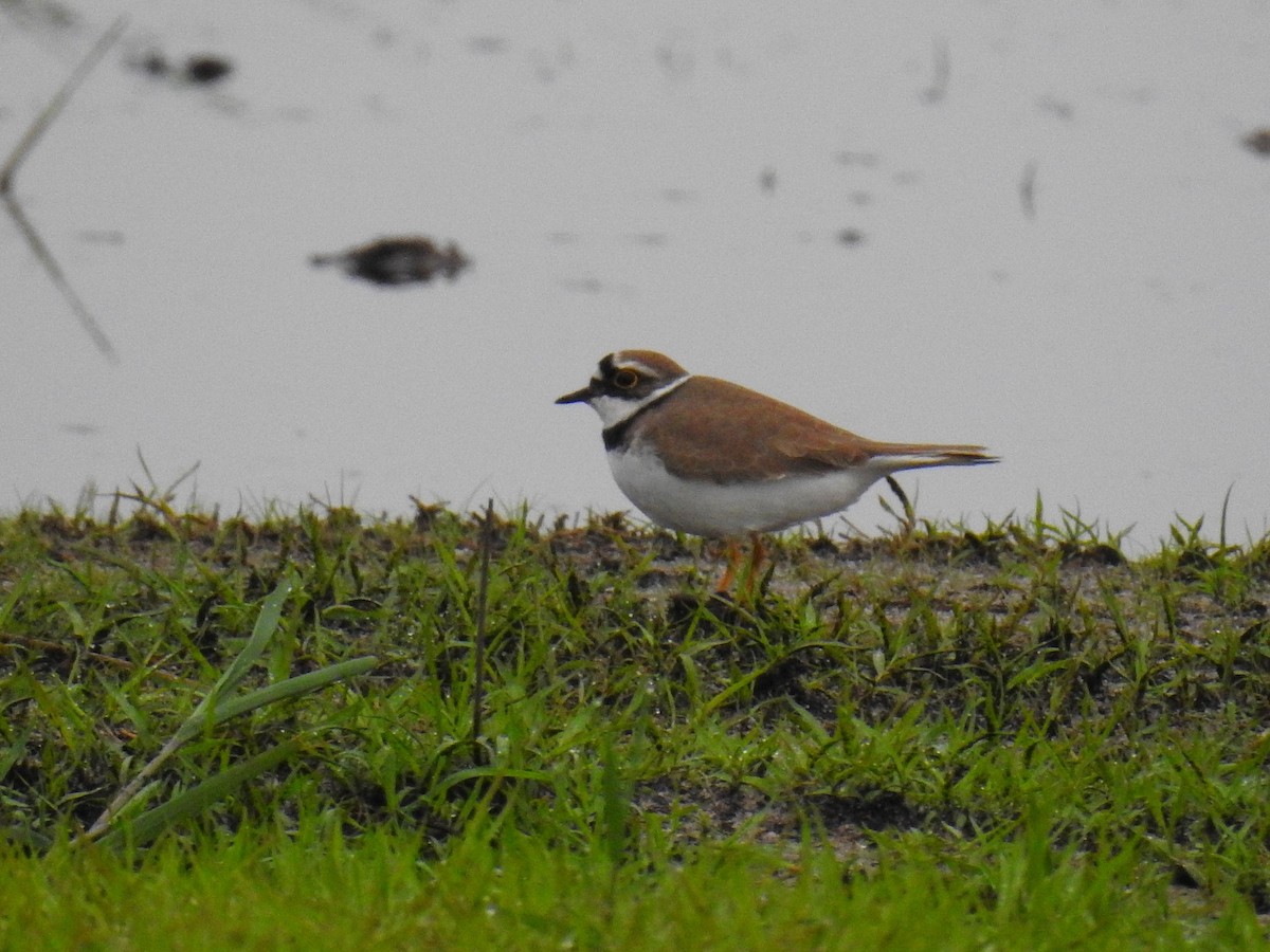 Little Ringed Plover - ML647301197