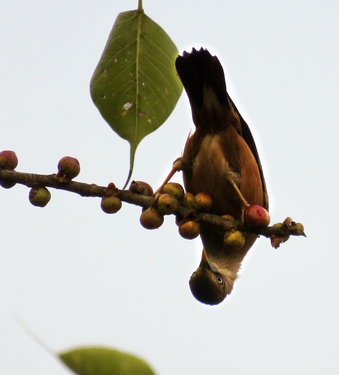 Chestnut-tailed Starling - ML647301201
