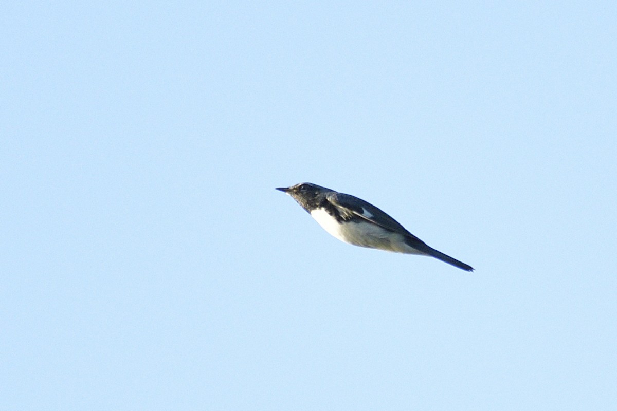 Black-throated Blue Warbler - ML647301215