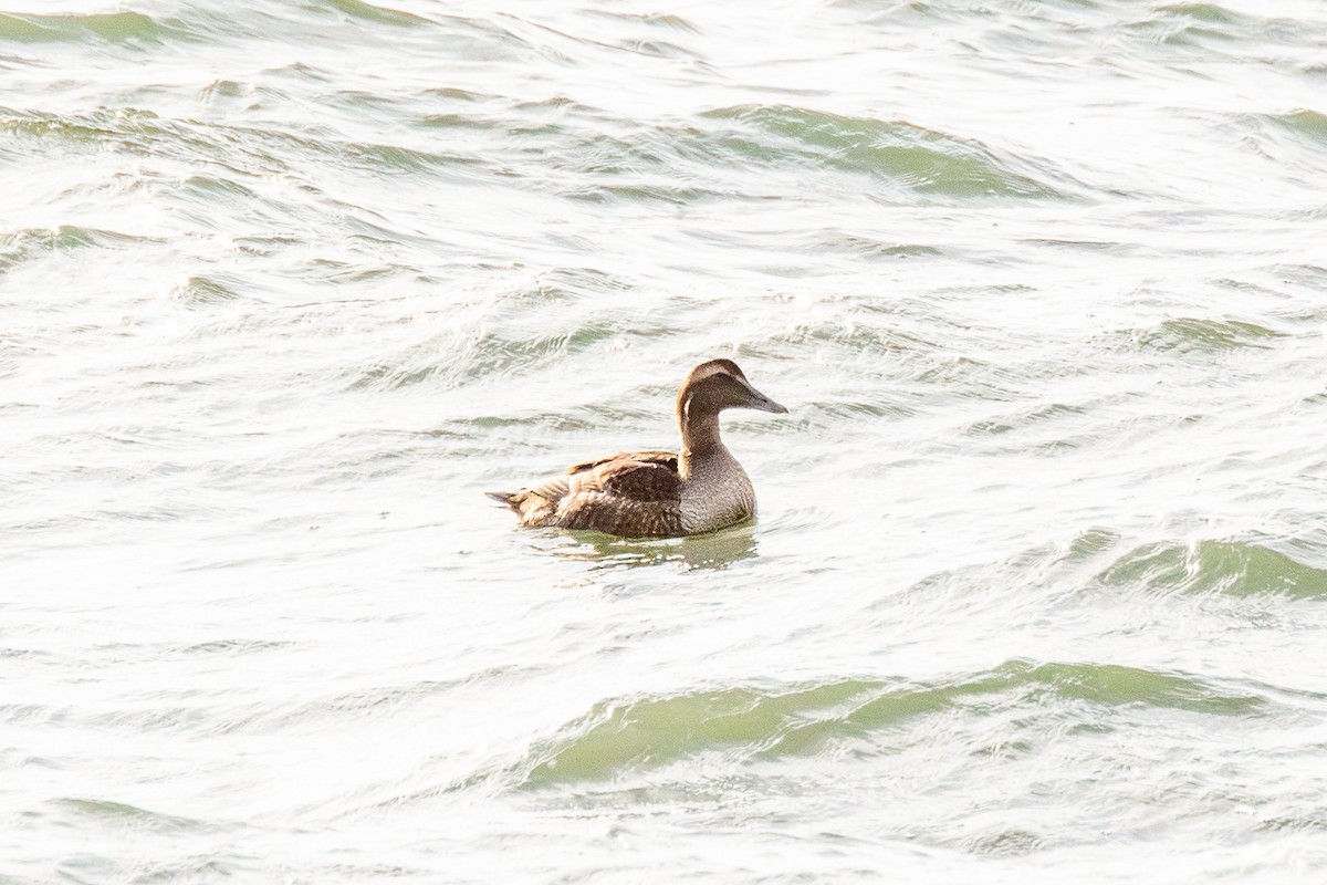 Common Eider - ML647301224