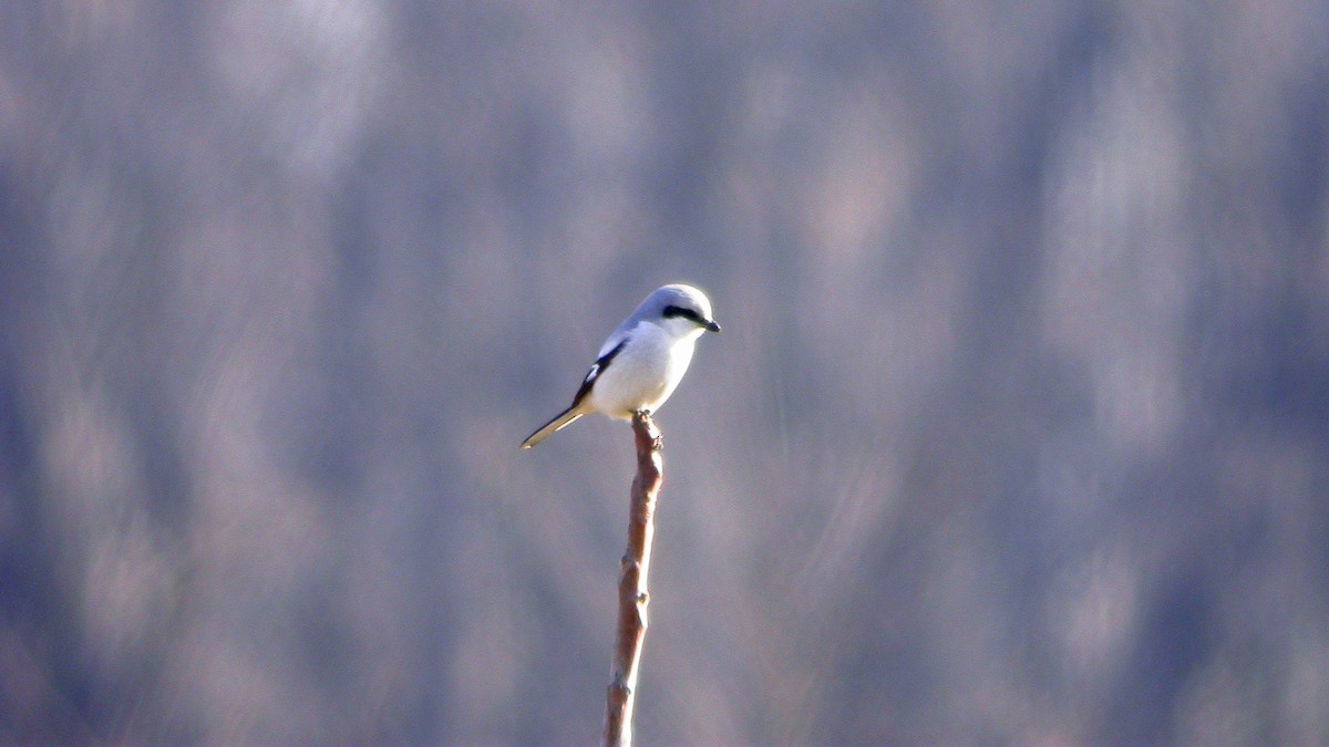 Great Gray Shrike - ML647301225