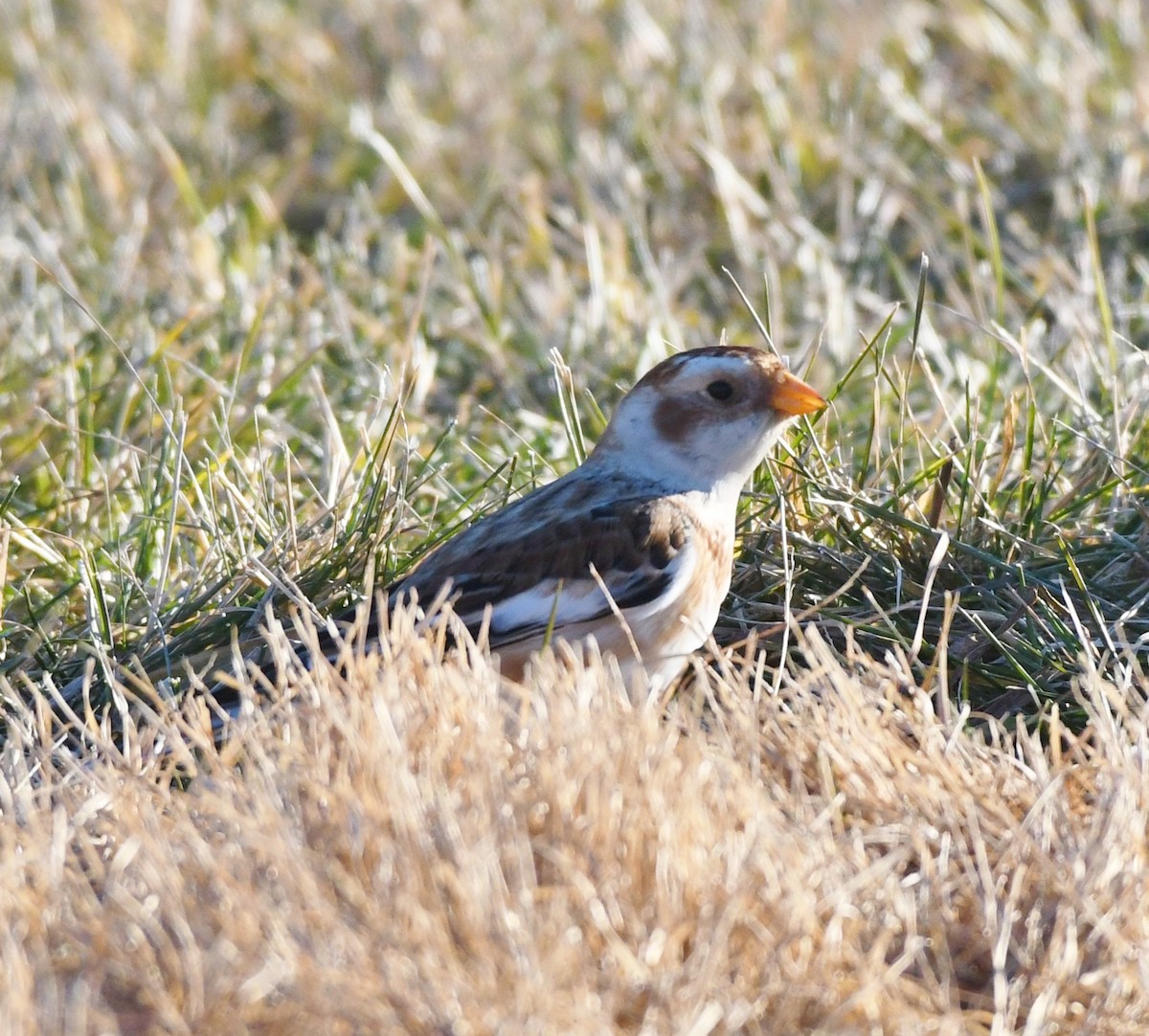 Snow Bunting - ML647301230