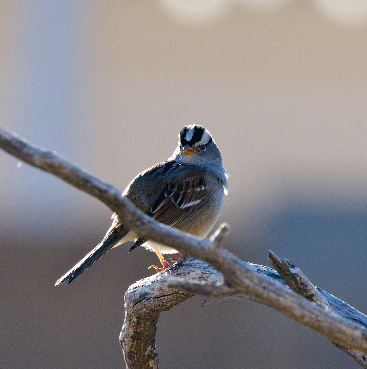 White-crowned Sparrow - ML647301233