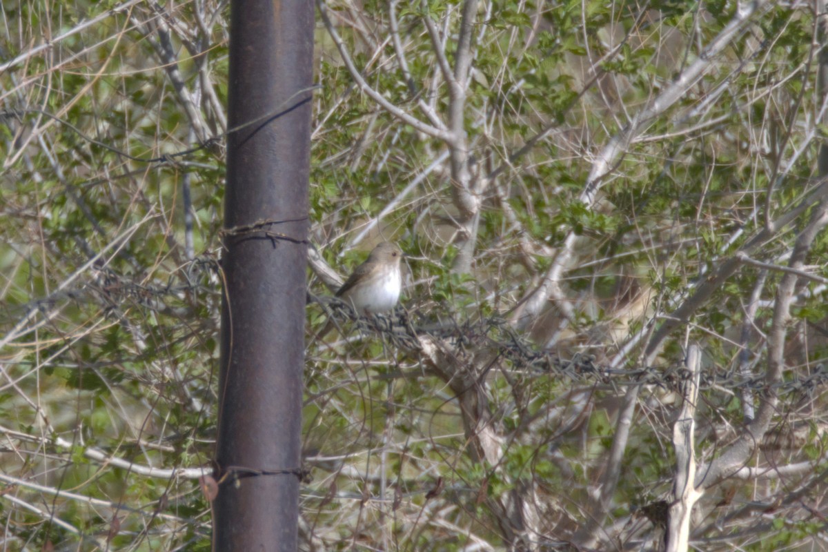 Spotted Flycatcher - ML647301237