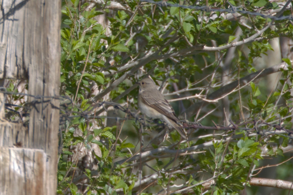 Spotted Flycatcher - ML647301238