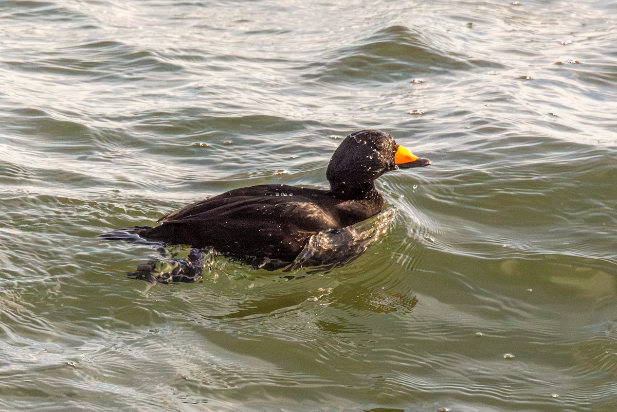 Black Scoter - ML647301249