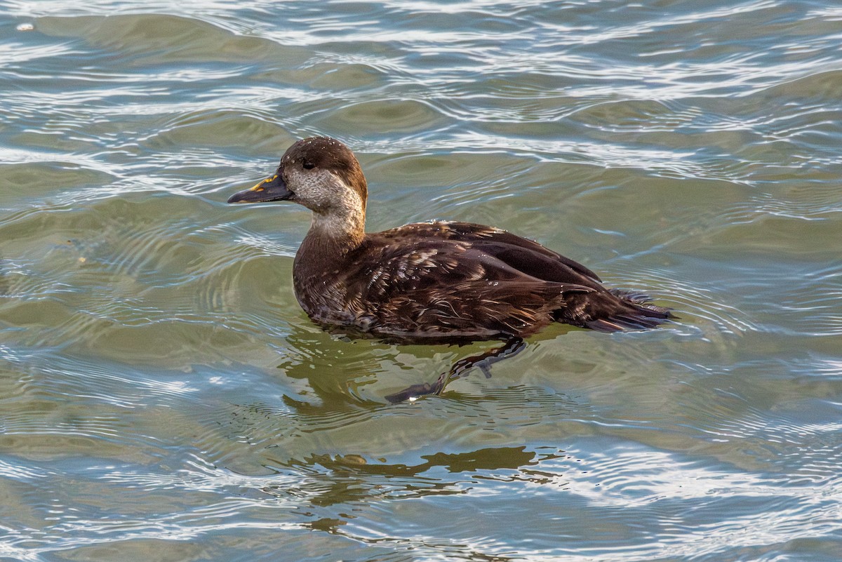 Black Scoter - ML647301250
