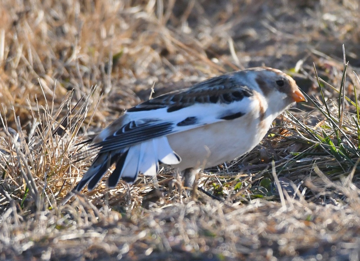 Snow Bunting - ML647301256