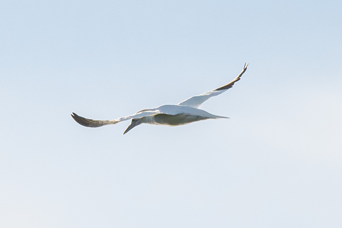 Northern Gannet - ML647301262