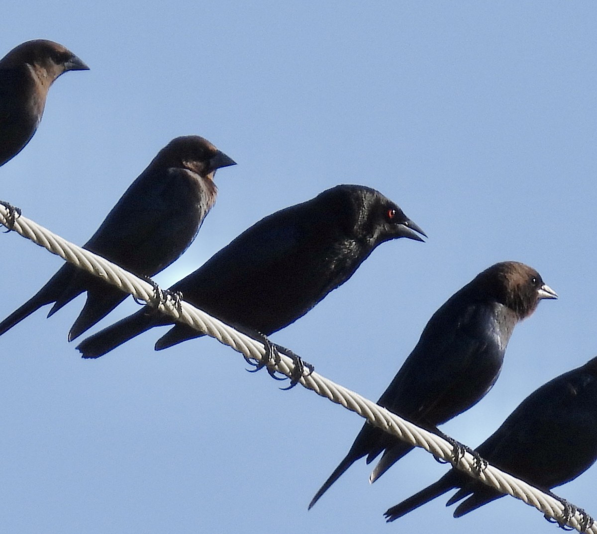 Красноглазый трупиал - ML647301265