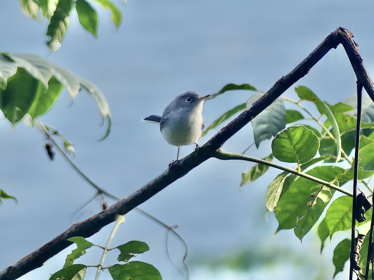 Голубая комароловка - ML647301268