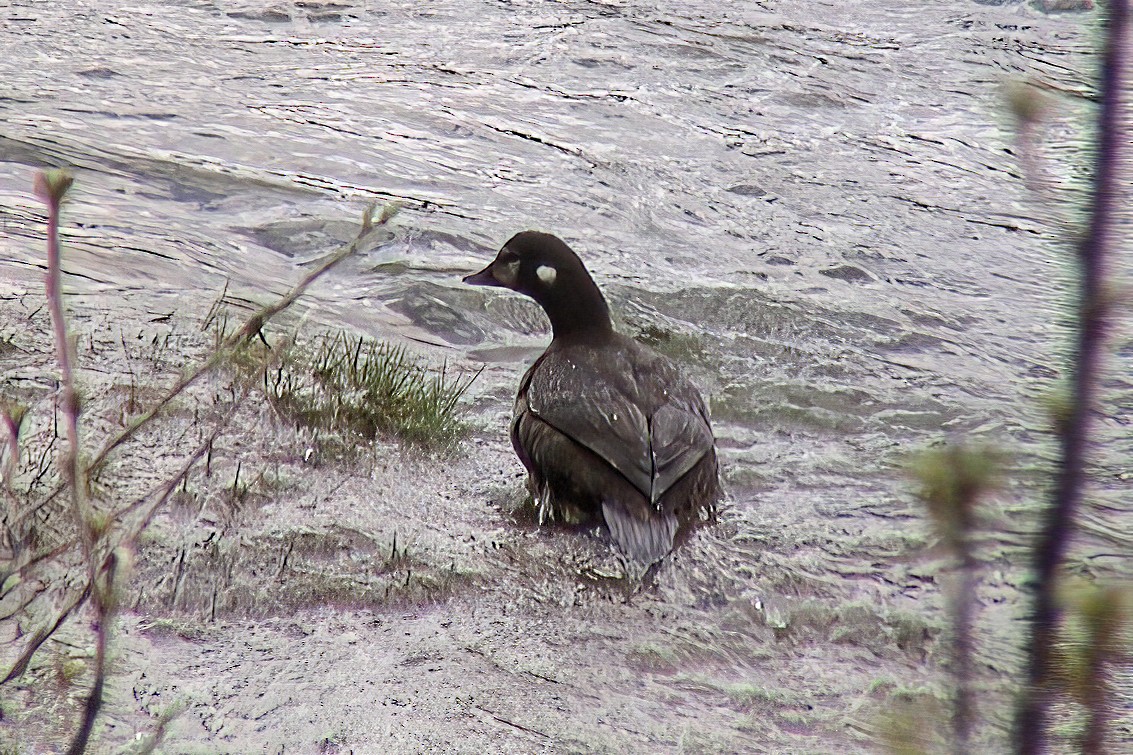 Palyaço Ördeği - ML647301307