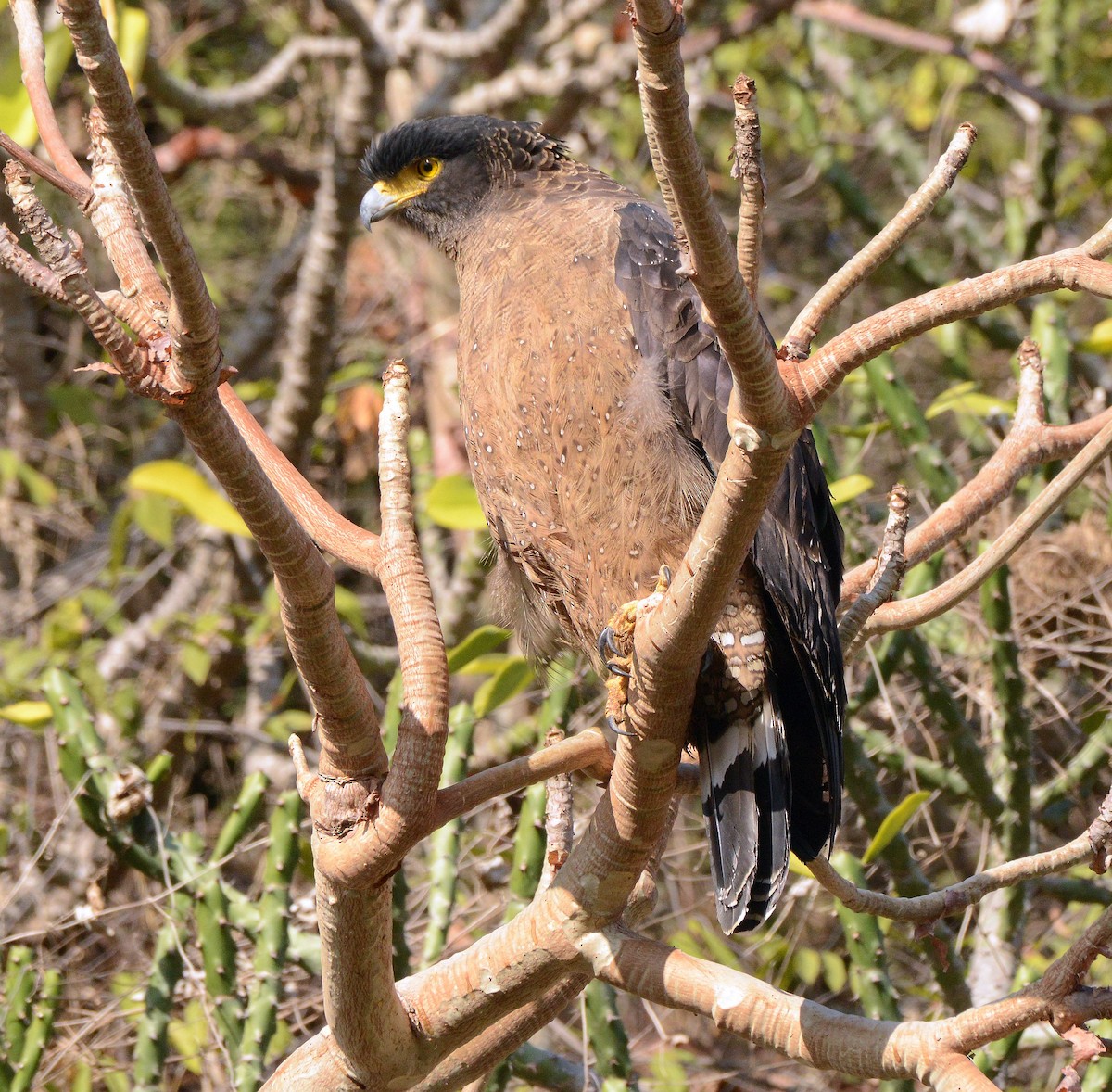 Culebrera Chiíla - ML647301323