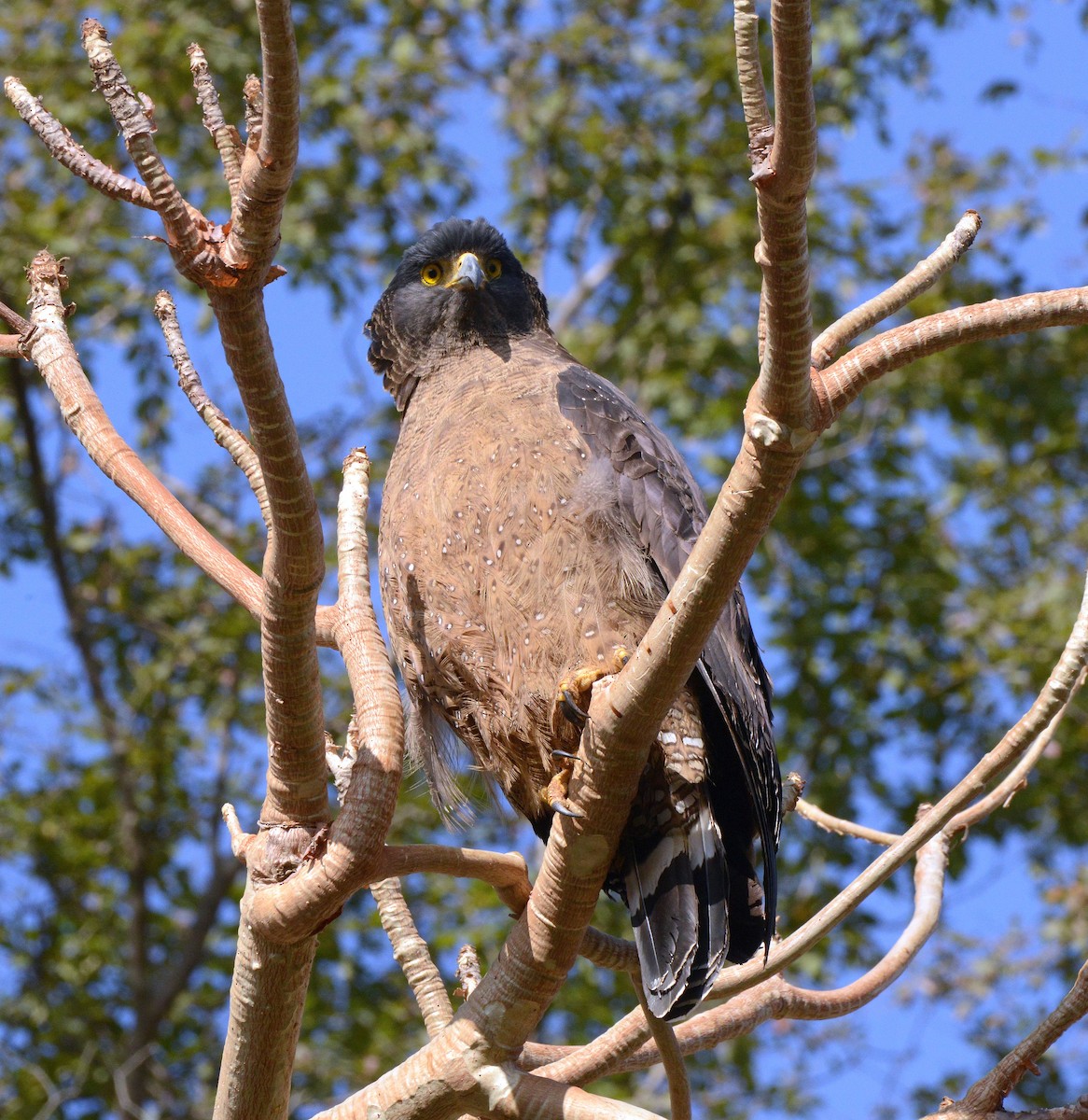 Culebrera Chiíla - ML647301326