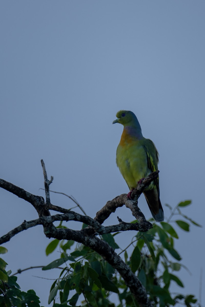 Orange-breasted Green-Pigeon - ML647301334