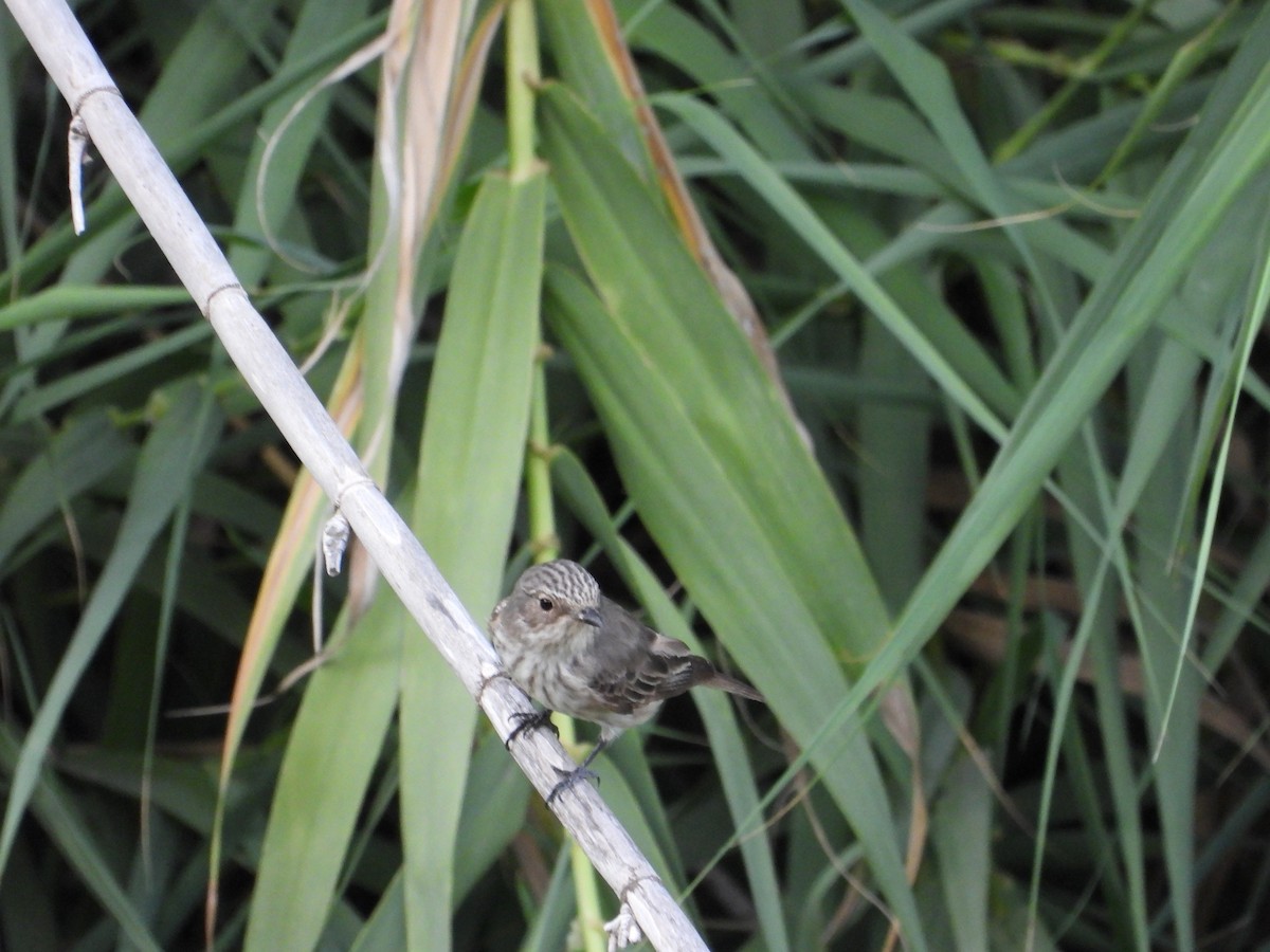 Spotted Flycatcher - ML647301370