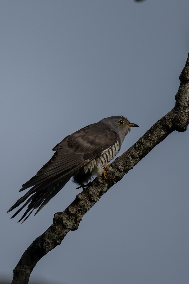 Indian Cuckoo - ML647301382