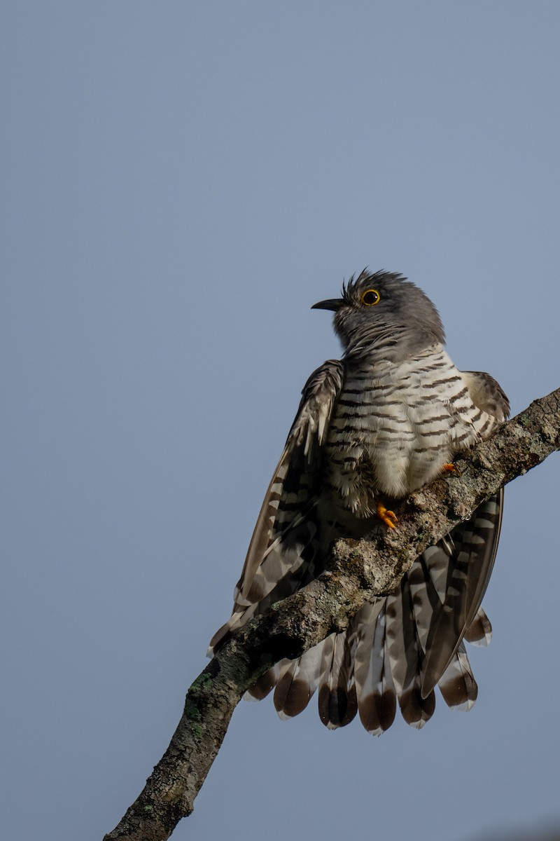 Indian Cuckoo - ML647301383