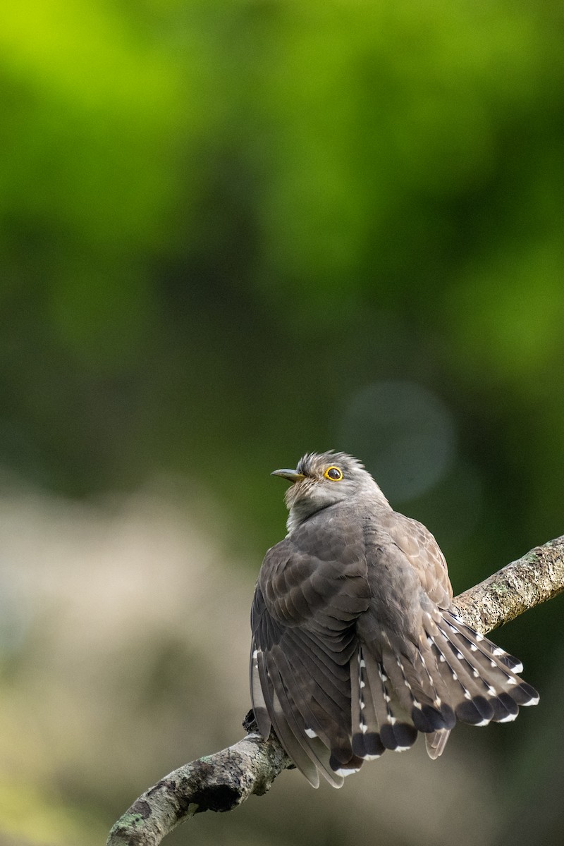 Indian Cuckoo - ML647301384