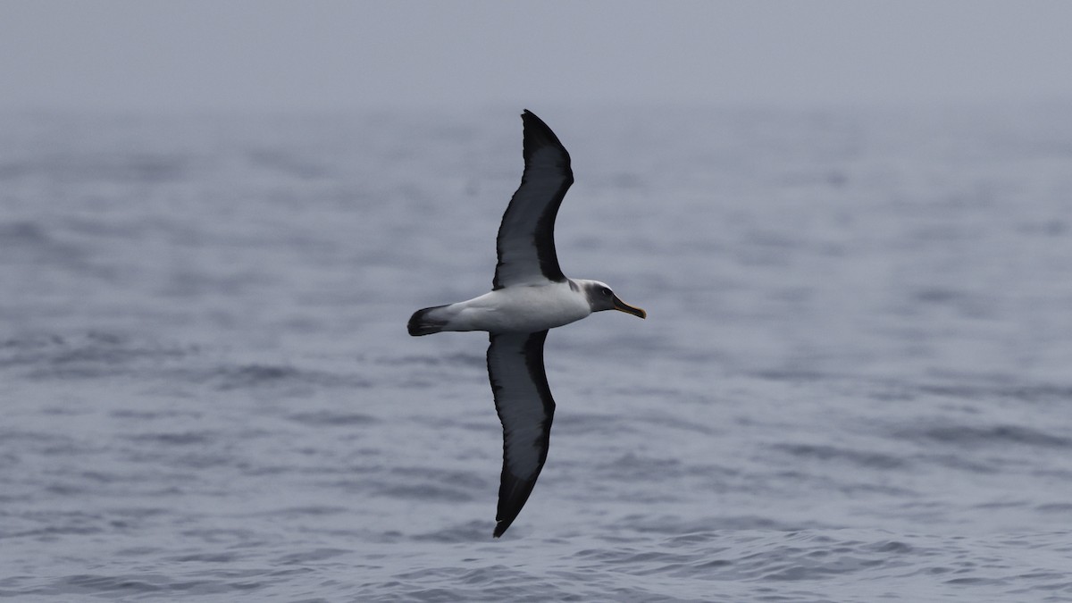 Буллеров альбатрос - ML647301386