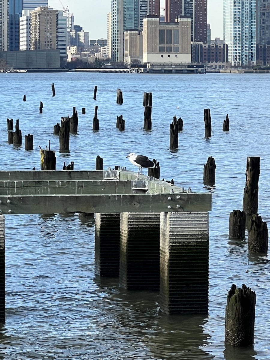 racek mořský - ML647301387