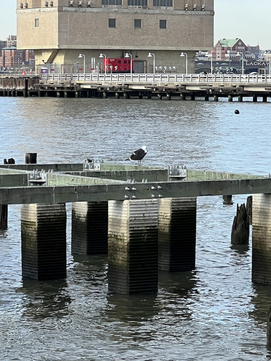 racek mořský - ML647301388