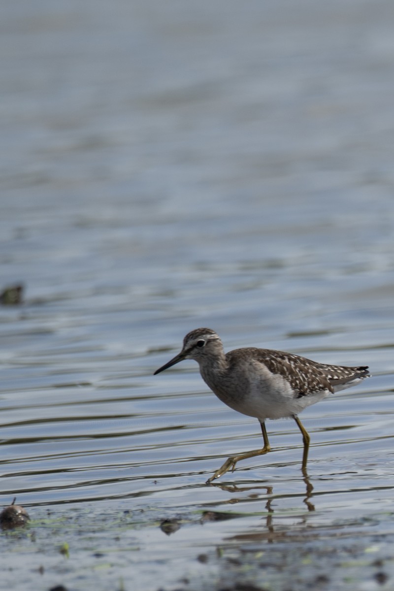 vodouš bahenní - ML647301425