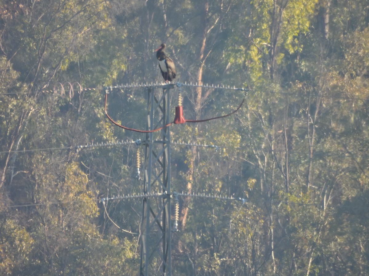 Black Stork - ML647301468