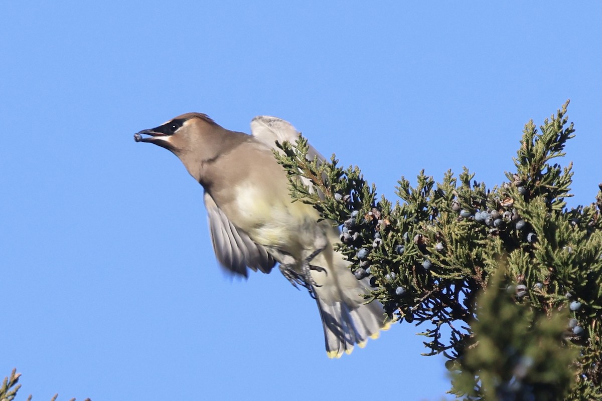 brkoslav americký - ML647301473