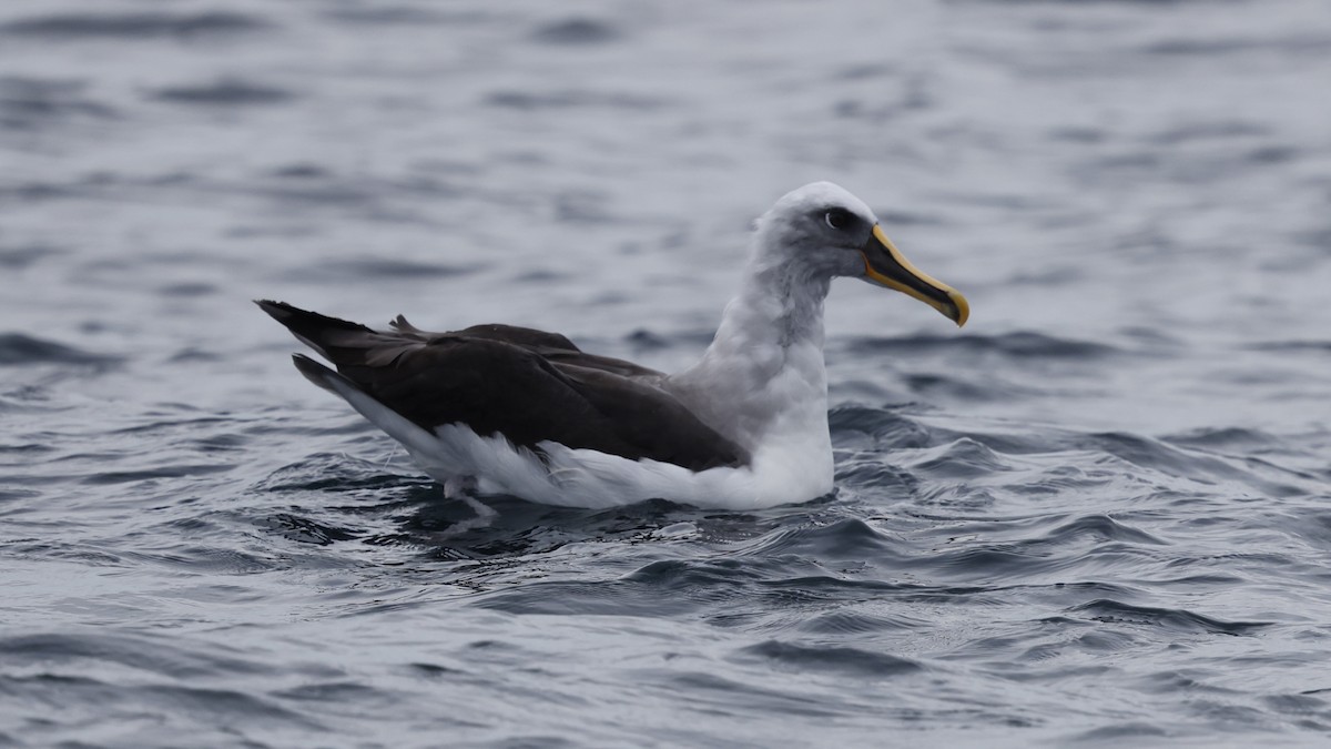 Буллеров альбатрос - ML647301497