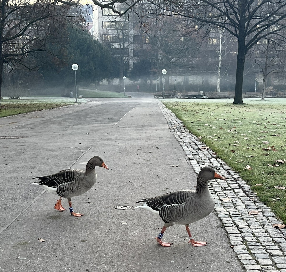 Graylag Goose - ML647301500