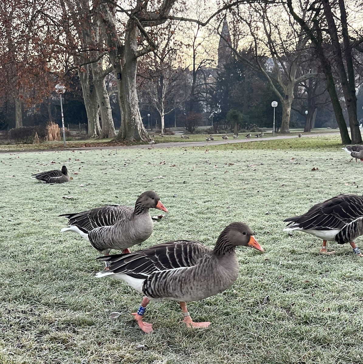 Graylag Goose - ML647301502