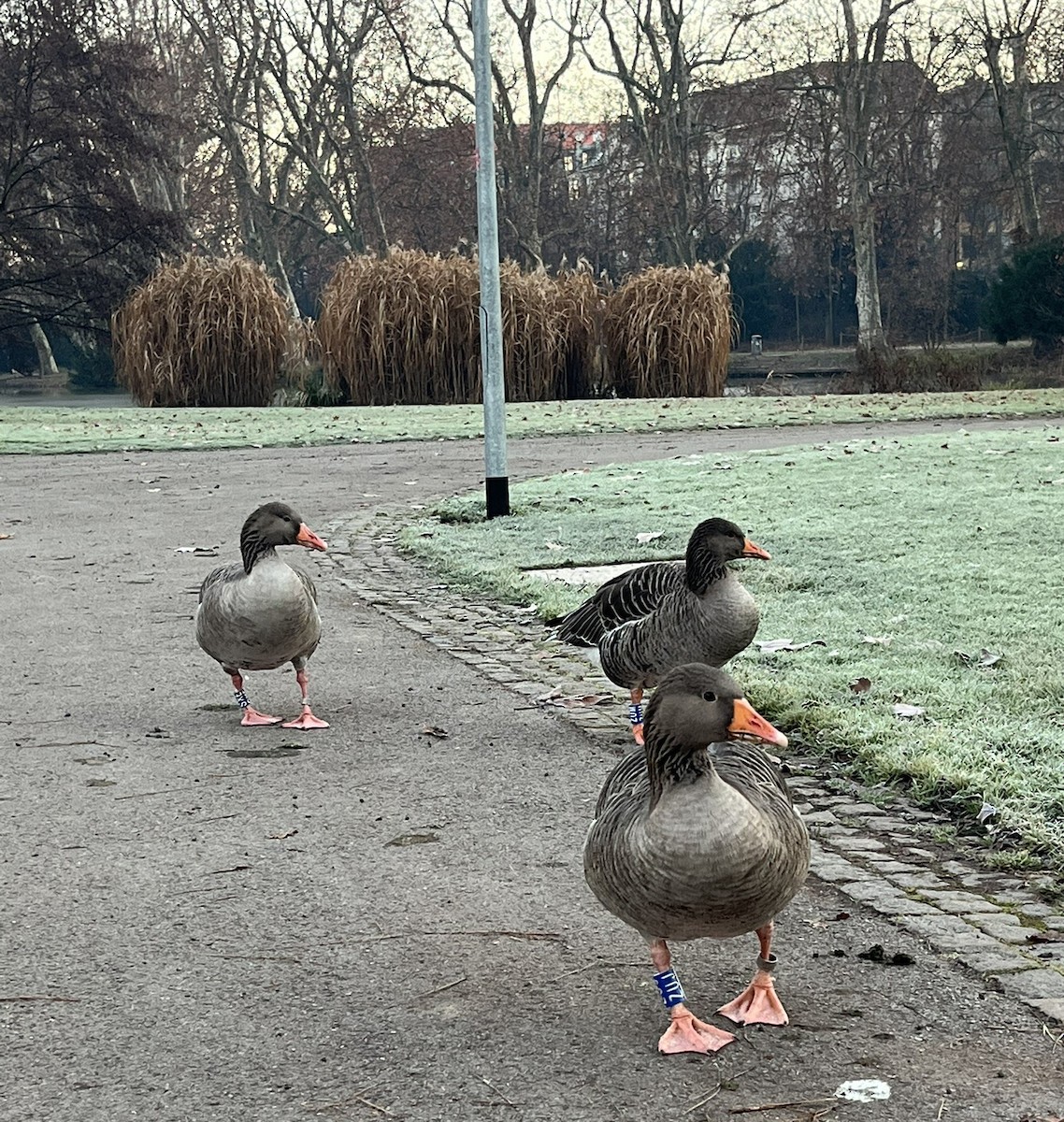 Graylag Goose - ML647301503