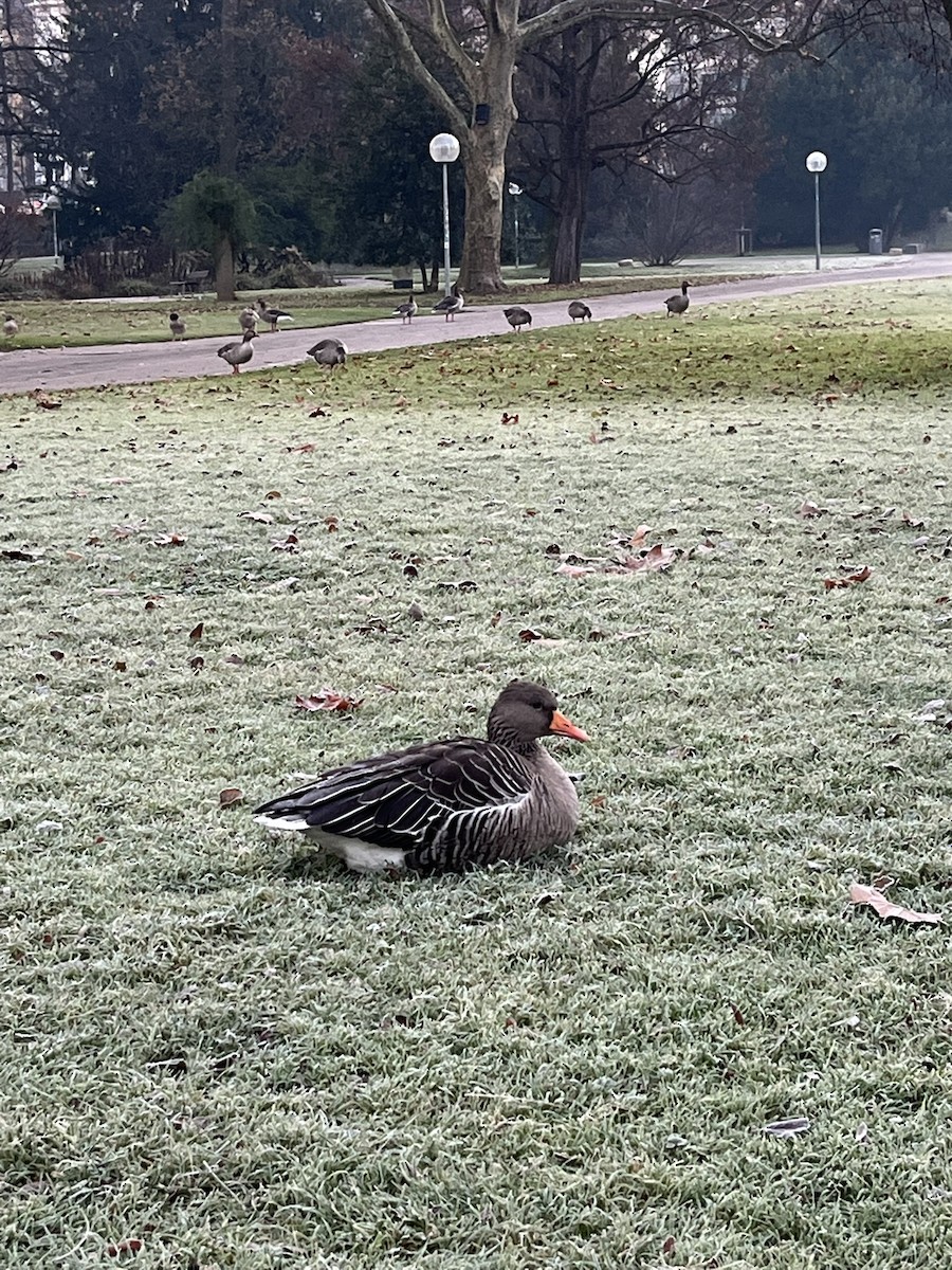 Graylag Goose - ML647301504