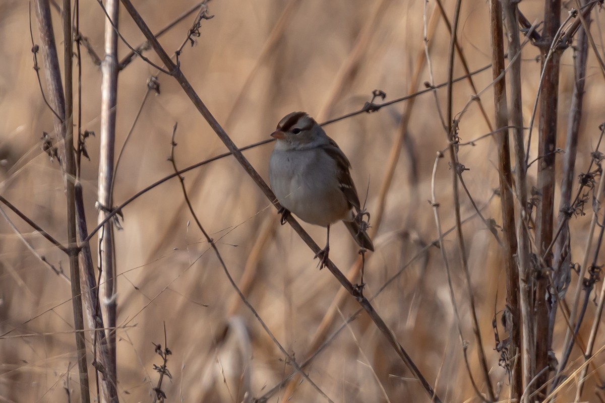 White-crowned Sparrow - ML647301505
