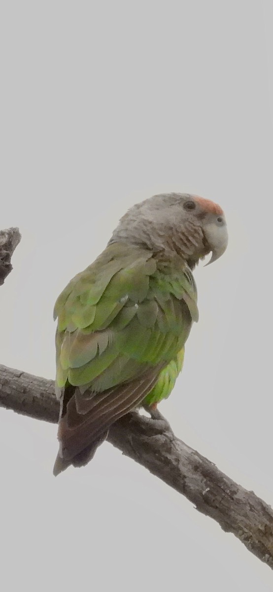 Brown-necked Parrot (Gray-headed) - ML647301508