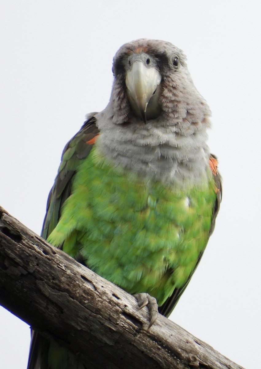 Brown-necked Parrot (Gray-headed) - ML647301509
