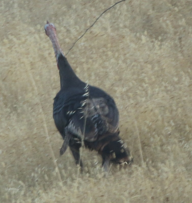 Wild Turkey - ML64730151