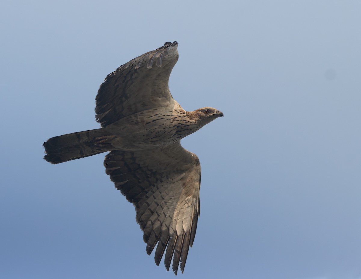 Oriental Honey-buzzard - ML647301511