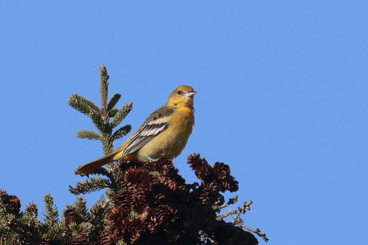 trupiál baltimorský - ML647301520