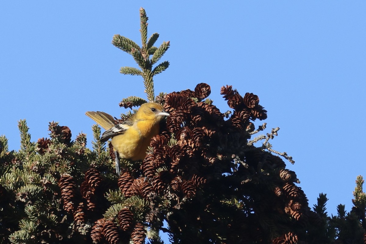 trupiál baltimorský - ML647301521