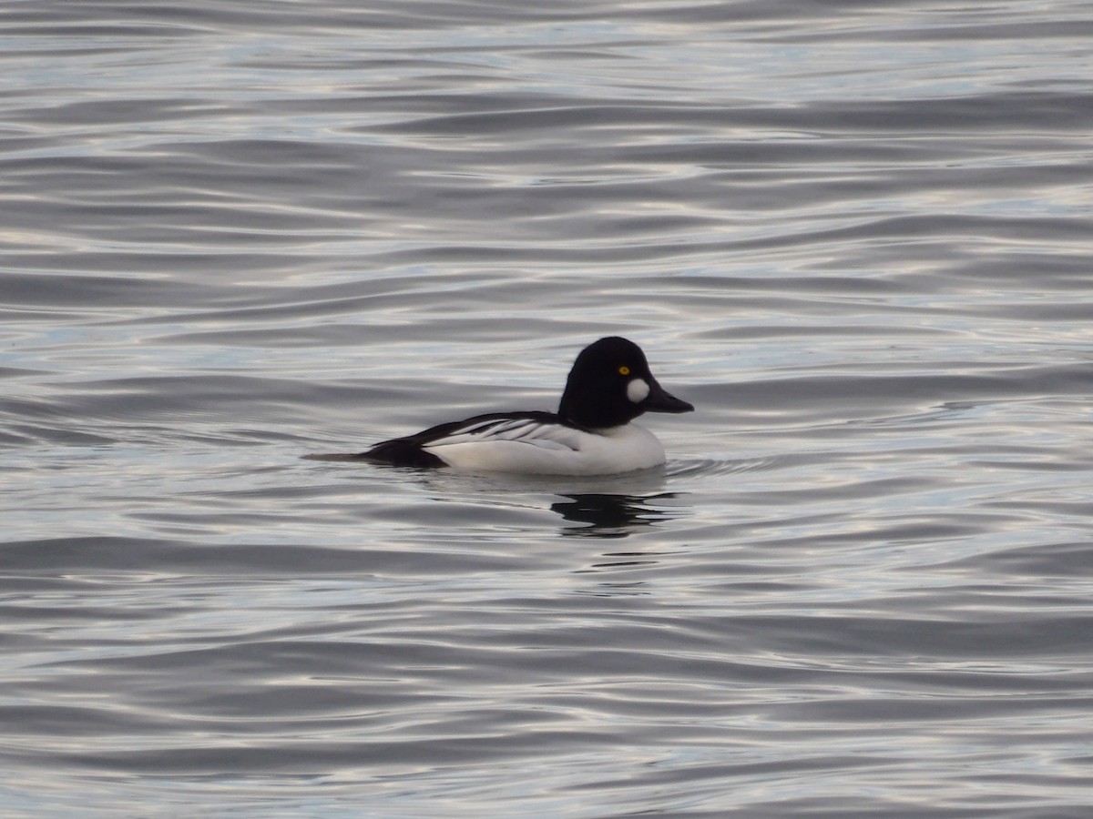 Common Goldeneye - ML647301545